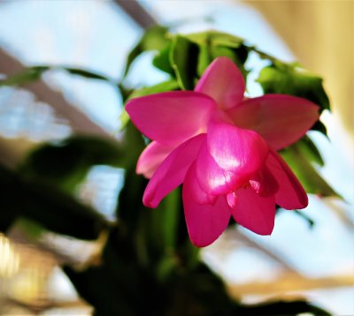 Christmas Cactus blooming in March 2022 (schlumbergera)