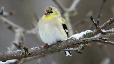 Goldfinch - male -  State Bird of New Jersey