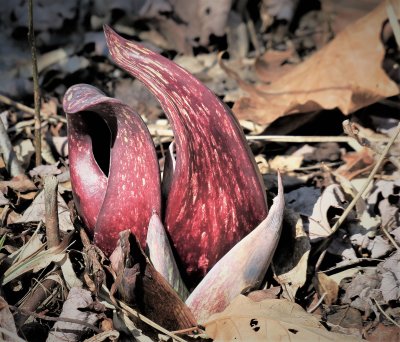 Eastern Skunk Cabbage - symplocarbus foetidus