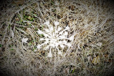Surreal - Snow Flake over Grass