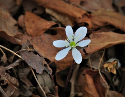 My first hepatica of the 2022 season