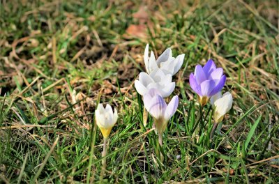 Crocus flowers covering our lawn - a sure sign of spring