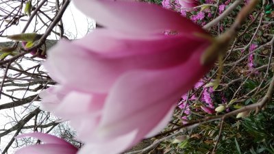 It was a gray day, but this magnolia blossom thought otherwise.