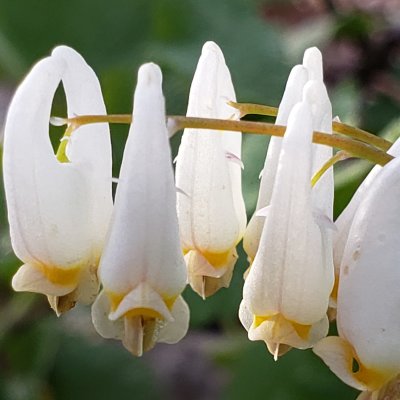 Dutchman's Breeches - Dicentra cucullaria