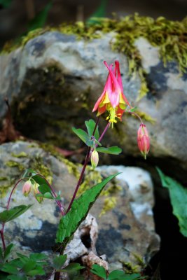 First wild columbines making an appearance in 2022