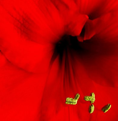Deep red amaryllis