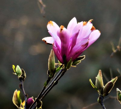 Magnolia bloom in late day light