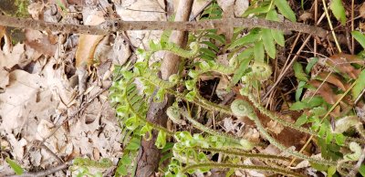 Fiddlehead fern emerging