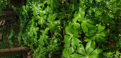 Mayapple plants are growing in deep shade