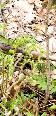 Time or some grilled fiddleheads