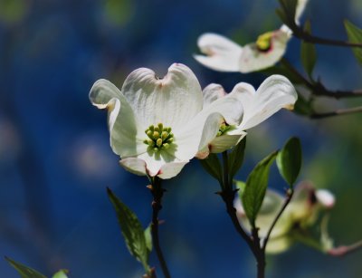 White Dogwood Blossoms - Cornus Florida