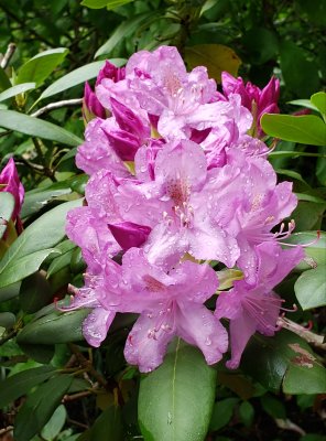 First blooming rhododendron 