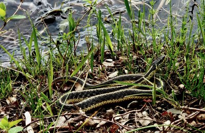 Ribbon Snake - Thamnophis sauritus