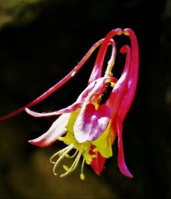 Columbine Bloom - Wild Columbine - aquilegia canadensis