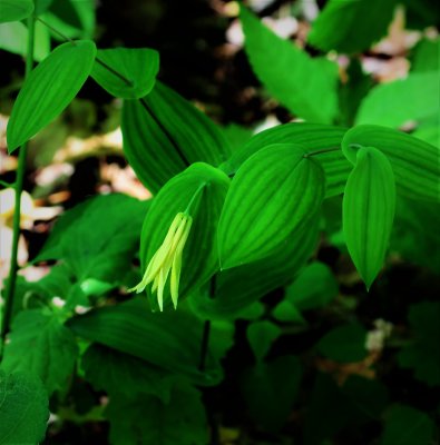 Bellwort - uvularia perfoliata