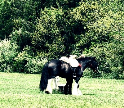 A black clydesdale