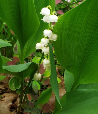 Lily of the Valley - convallaria majalis