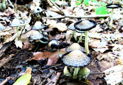 Inky Cap Mushroom - Coprinopsis atramentaria