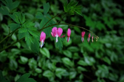 Wild bleeding heart flowers - dicentra eximia