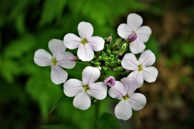 Night-Scented Gilliflower   -  Hesperis matronalis