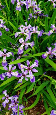 HARLEQUIN  BLUEFLAG IRISES - iris versicolor