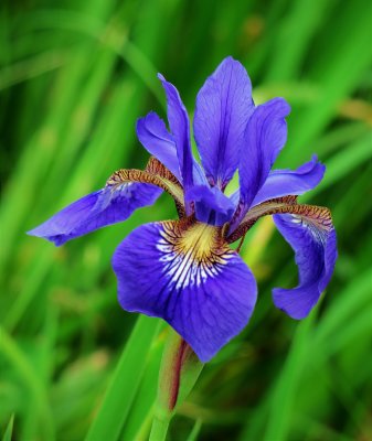 Siberian Iris -  iris sibirica