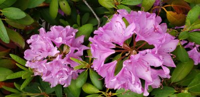Glorious rhododendron blossoms