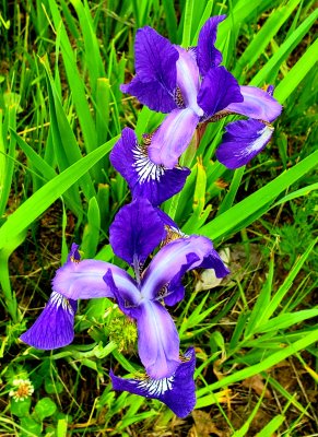 Siberian Iris - iris sibirica