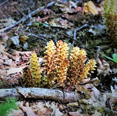 American Cancer Root - conopholis americana