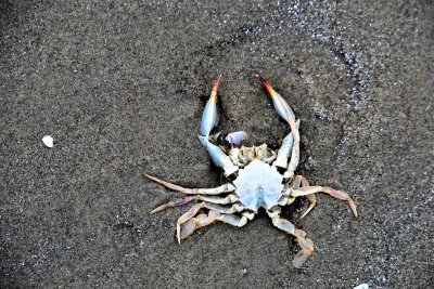 Blue Claw Crab - callinectes sapidus