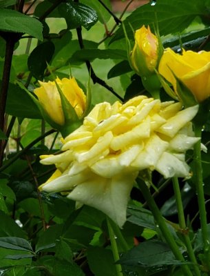 Miniature yellow roses growing in a hidden spot.