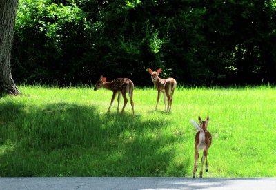 The three fawns