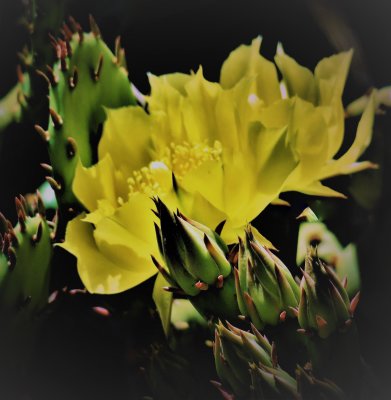 Prickly pear cactus blooming in New Jersey