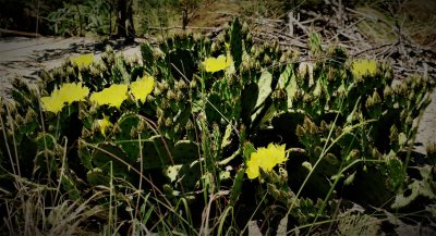 Eastern Prickly Pear Cactus Patch