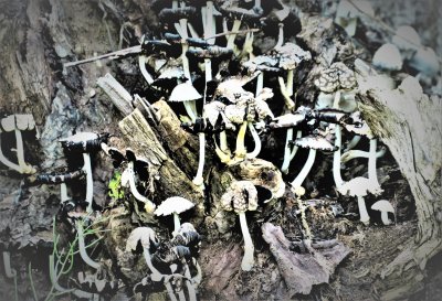 A riot of  inky cap mushrooms