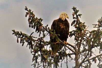 We do have bald eagles right here in Northern New Jersey