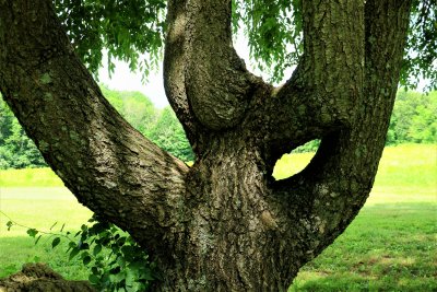 A remarkable tree trunk