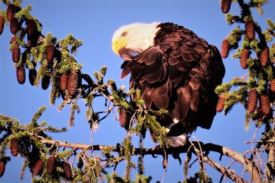 Even a bald eagle preens his feathers after a long day.