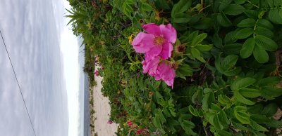Rugosa roses growing in protected dunes