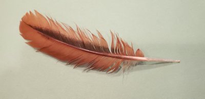 Ring-neck pheasant feather