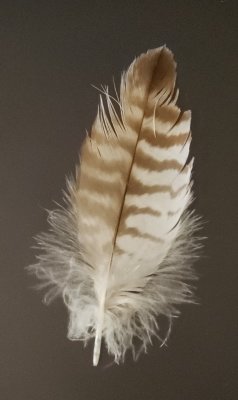 Close-up of the owl feather