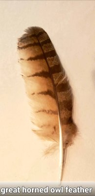 A great horned owl feather on our driveway.