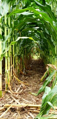 Corn Maze Detail