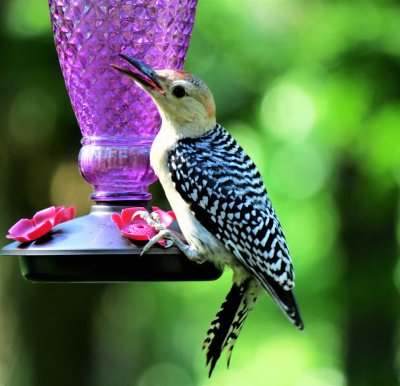 Juvenal red-bellied woodpecker visiting our hummingbird feeder