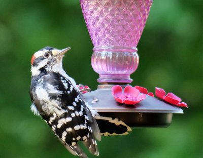 Male Downey Woodpecker - dryobates pubescens