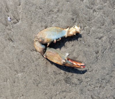 Blue Crab Claw