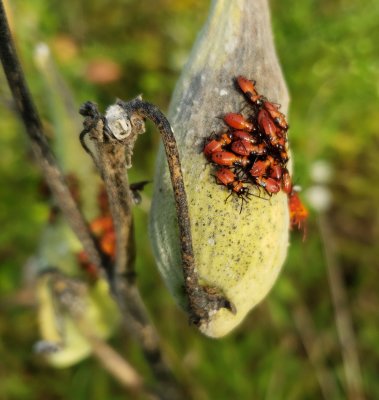 Milkweed pod infested with milkweed bugs - oncopelti fasciati