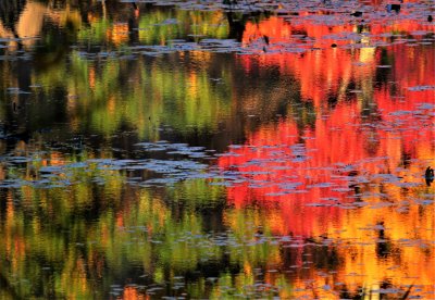 Reflections on Johnsons Lake