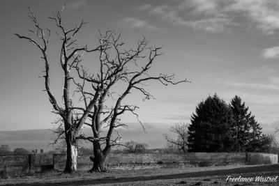 Dead trees, Calke Abbey.jpg