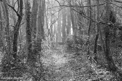 Woodland path, February 2019.jpg